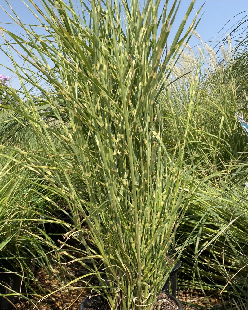 Porcupine Grass<br><i>Miscanthus sinensis Strictus</br></i>