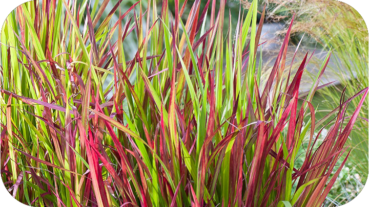 Ornamental Grasses