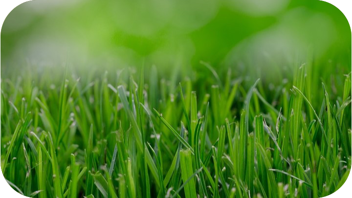 Fertilizers & Lawn Cures