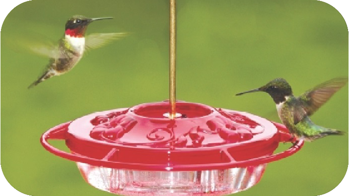 Nectar, Jelly & Mealworms