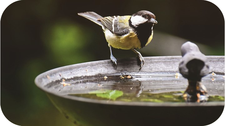 Bird Baths & Garden Items