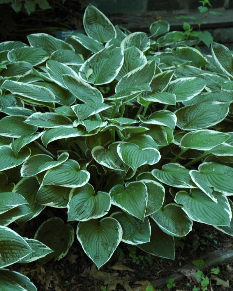 Francee Hosta #1<br><i>Hosta 'Francee'</br></i>