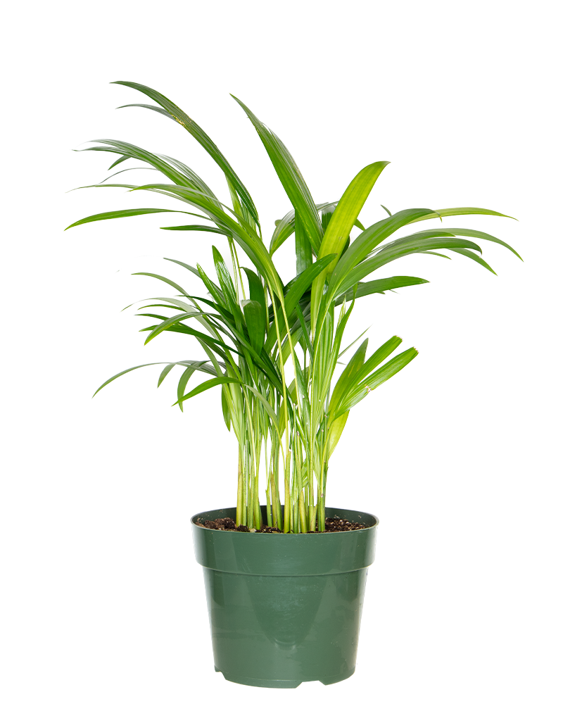 Palm Areca 6"