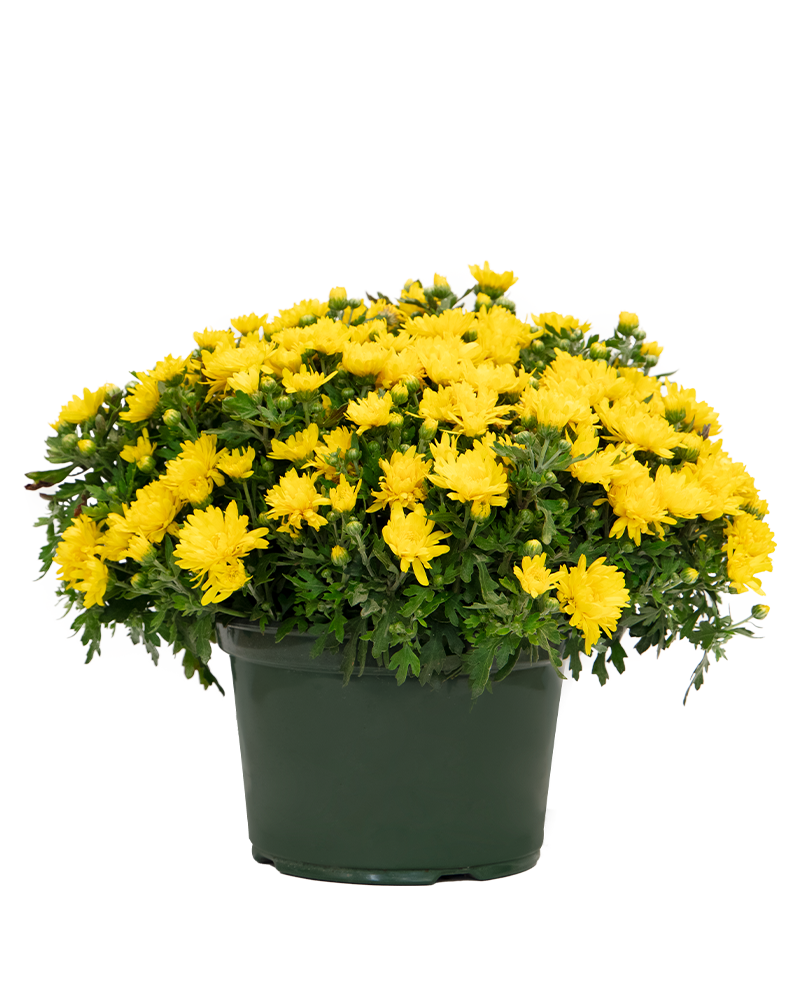 Mum Yellow Decorative 8"