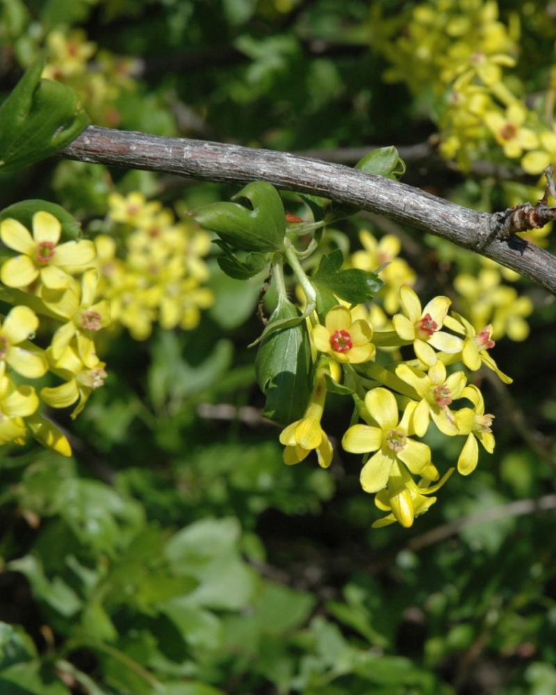 Golden Flowering Currant<br><i>Ribes aureum</br></i>