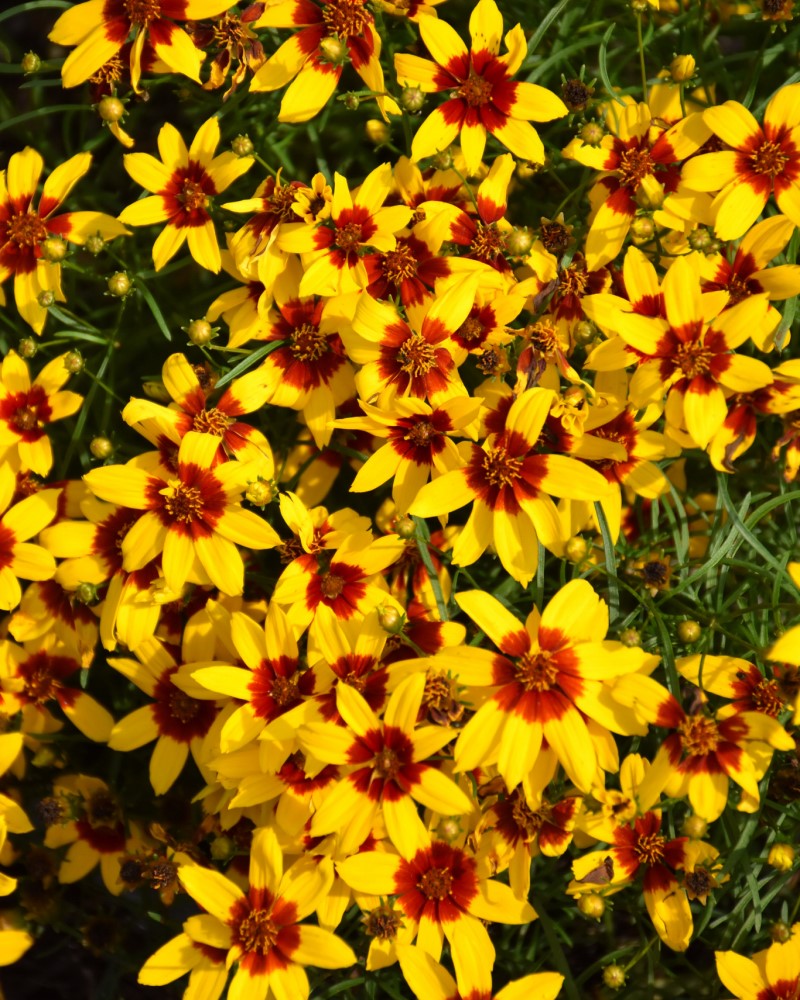 Sizzle And Spice® Curry Up Tickseed #1<br><i>Coreopsis verticillata Curry Up</br></i>
