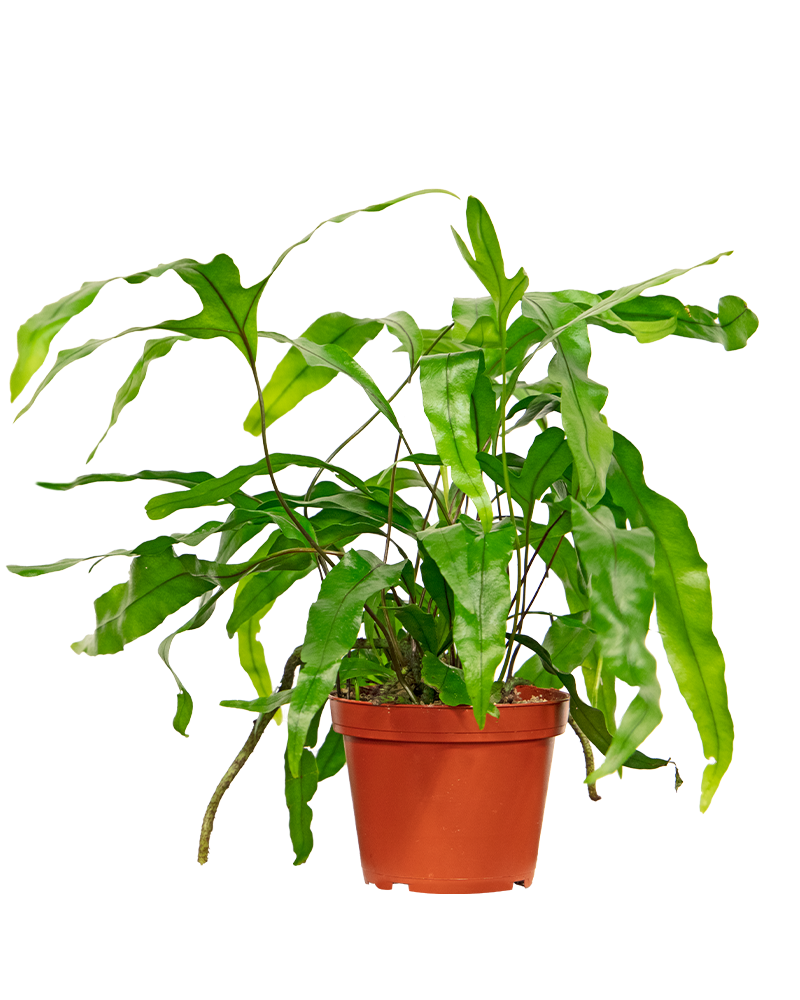 Fern Kangaroo 4"