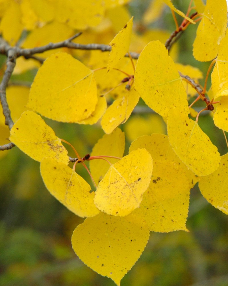 Quaking Aspen #15<br><i>Populus tremuloides</br></i>