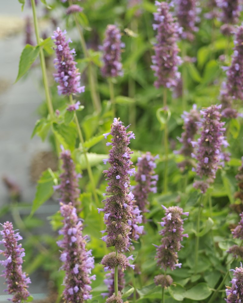 Blue Boa® Hyssop #1<br><i>Agastache Blue Boa</br></i>