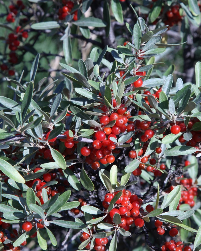 Silver Buffaloberry #5<br><i>Shepherdia argentea</br></i>