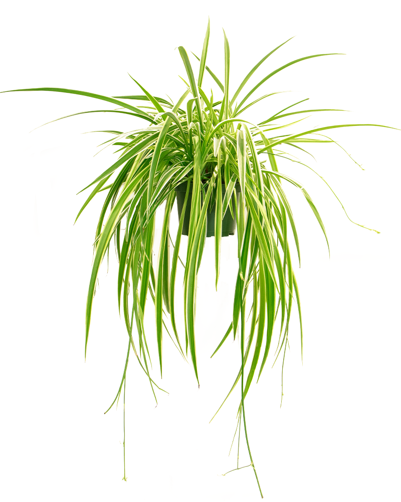 Spiderplant Variegated 6"