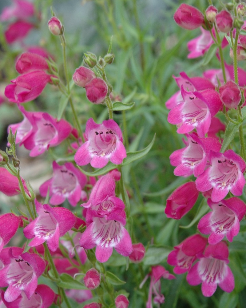 Red Rocks Beard Tongue #1<br><i>Penstemon x mexicali Red Rocks</br></i>