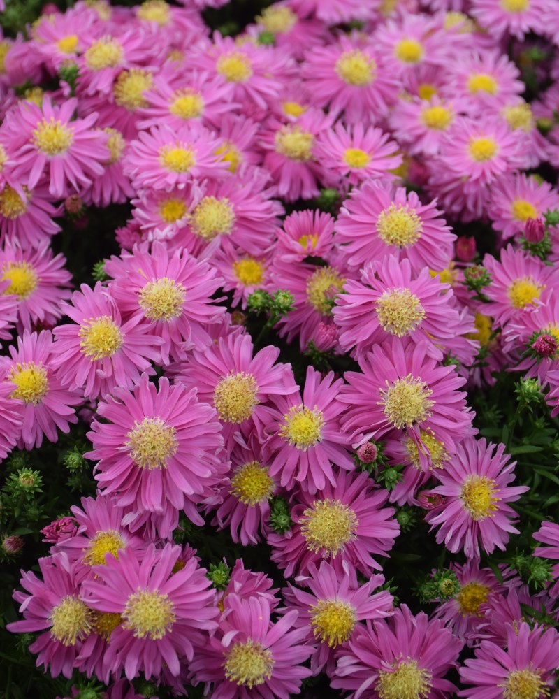 Kickin® Carmine Red Aster #1<br><i>Symphyotrichum 'Kickin Carmine Red'</br></i>
