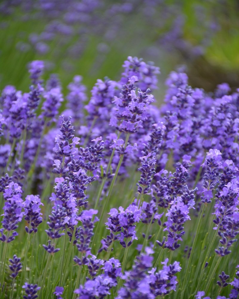Hidcote Lavender<br><i>Lavandula angustifolia Hidcote</br></i>