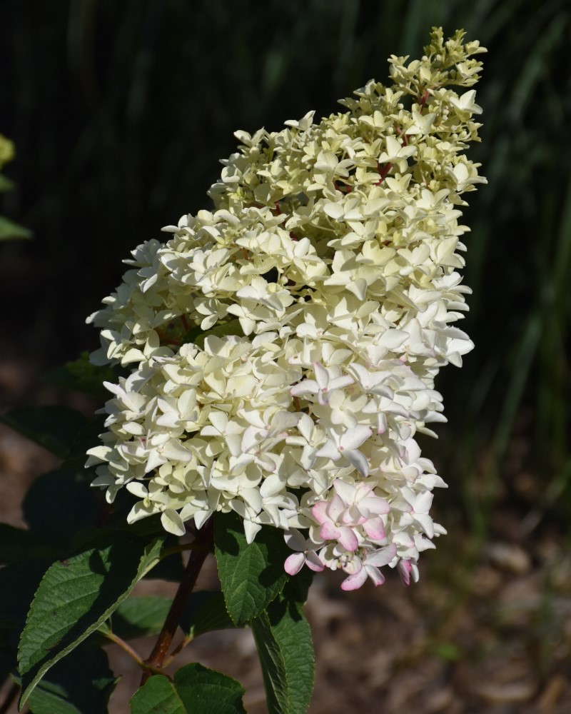 Berry White® Hydrangea #2<br><i>Hydrangea paniculata Renba</br></i>