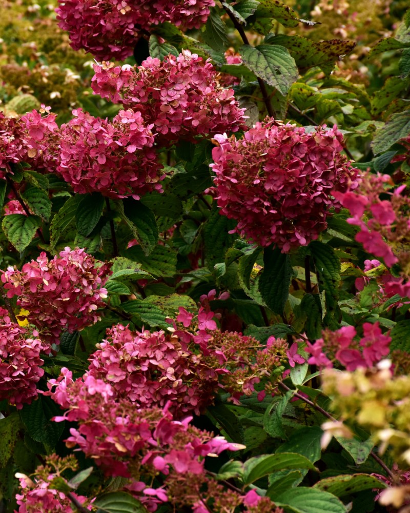 Diamond Rouge® Hydrangea 2 Hydrangea paniculata Rendia Moana Nursery Reno NV