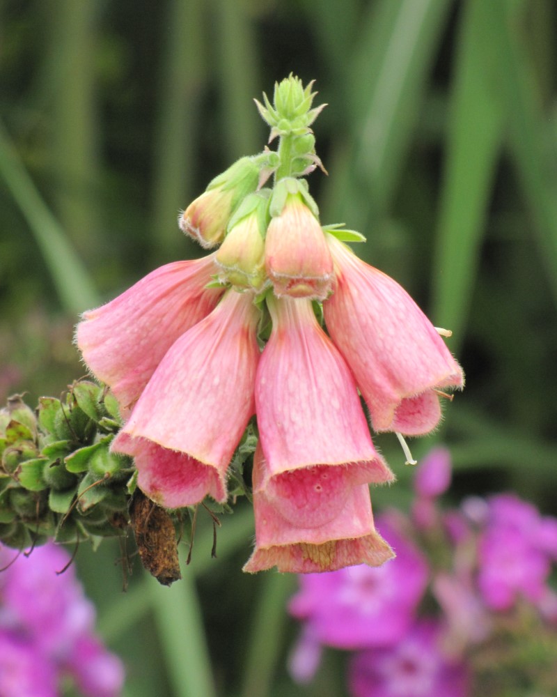 Strawberry Foxglove #1<br><i>Digitalis x mertonensis</br></i>