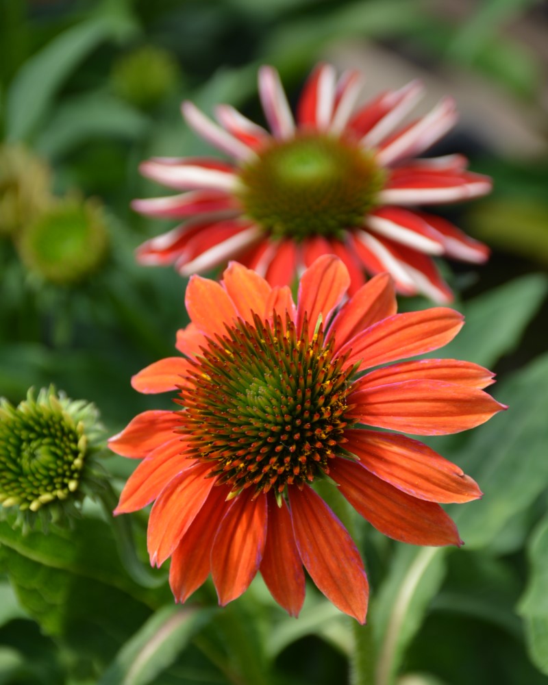 Artisan Red Ombre Coneflower #1<br><i>Echinacea PAS1257973</br></i>