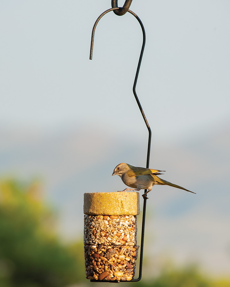 Flying Start Cylinder Feeder-Black