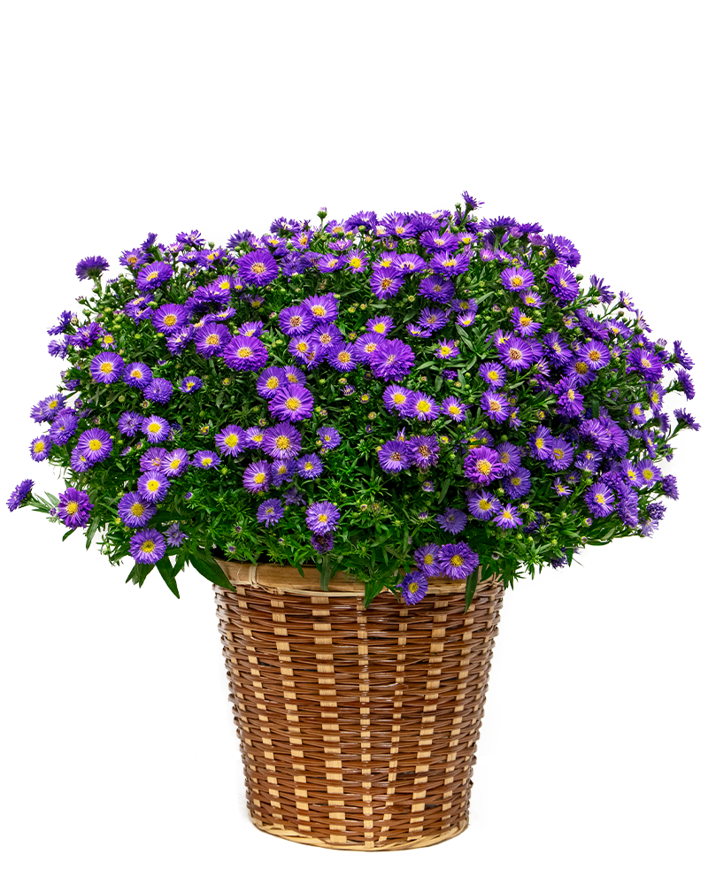 Fall Bloom Basket (Mums or Asters)
