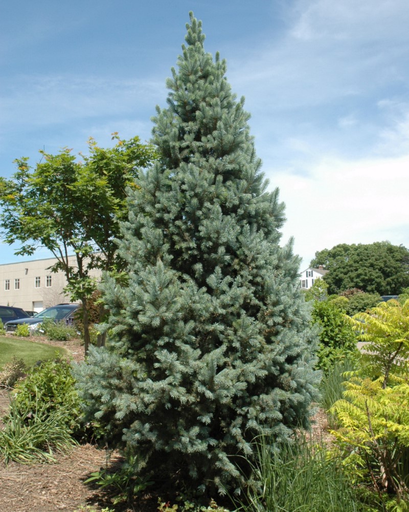 Upright Colorado Spruce<br><i>Picea pungens Fastigiata</br></i>