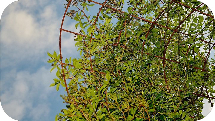 Trellises, Arbors & Edging