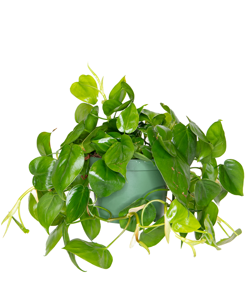 Philodendron Cordatum 6"