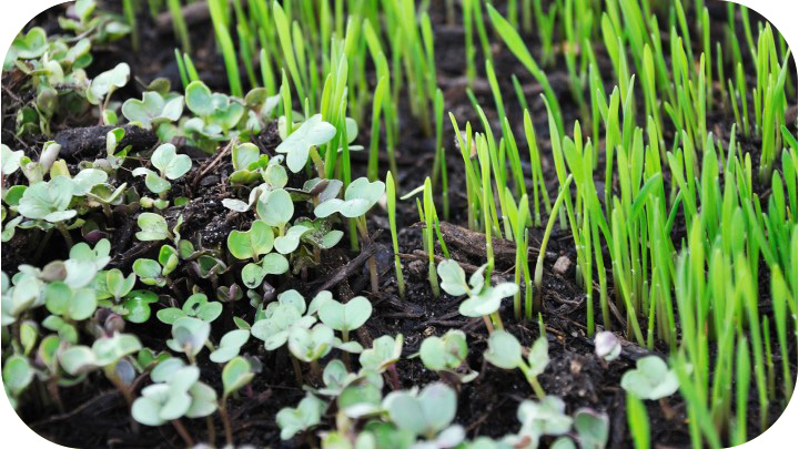 Seed Starting Supplies
