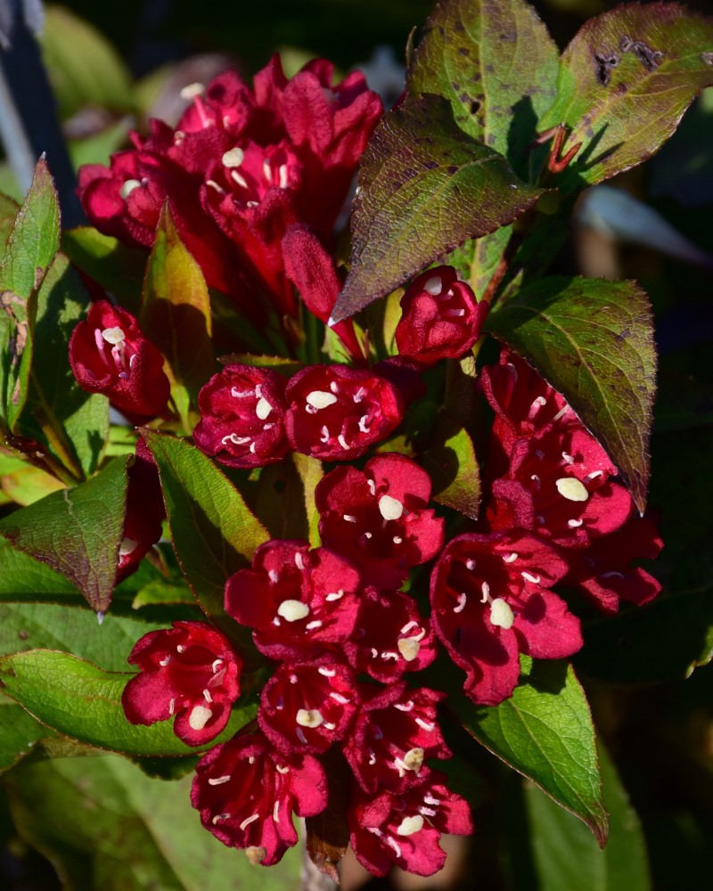 Maroon Swoon&reg; Weigela #2<br><i>Weigela Slingco 2</br></i>