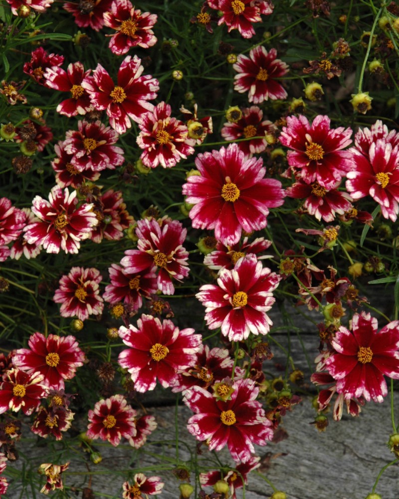 Кореопсис Coreopsis Ruby Frost