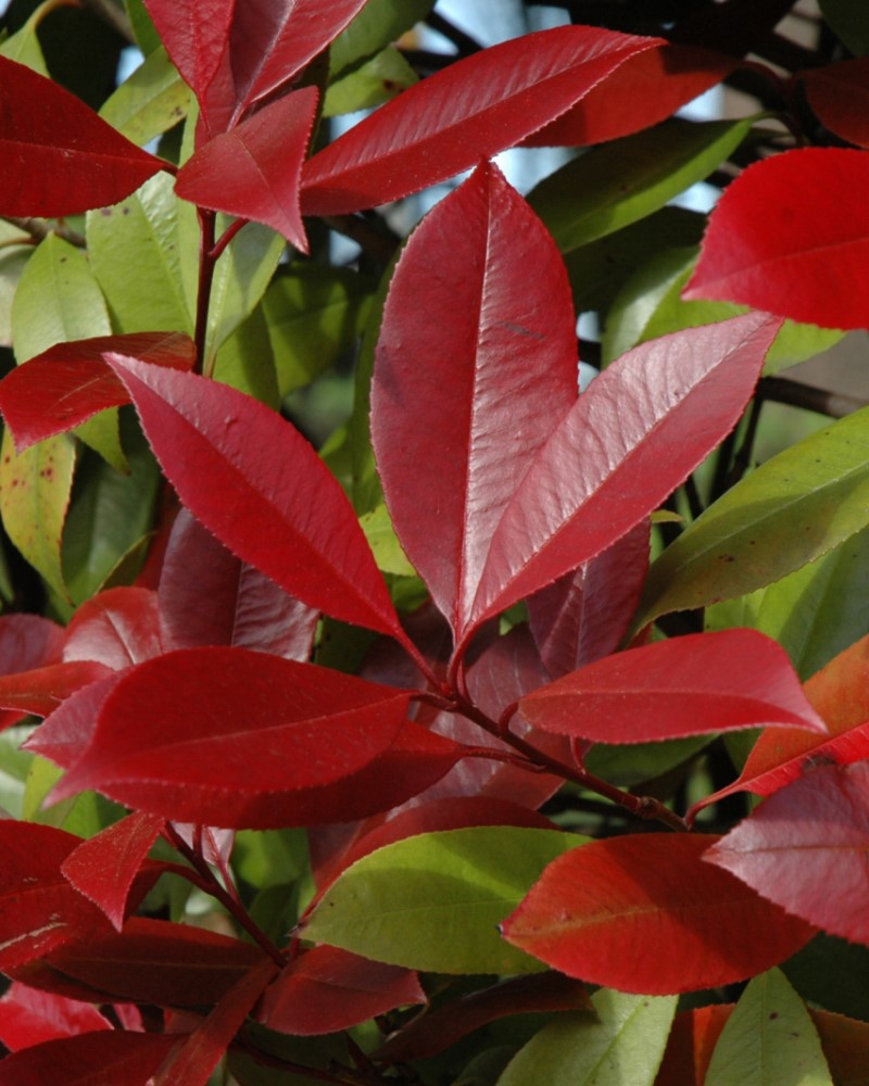 Red Robin Photinia #5<br><i>Photinia x fraseri Red Robin</br></i>