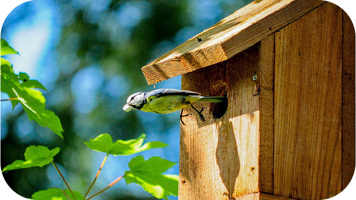 Birdhouses, Nesting & More
