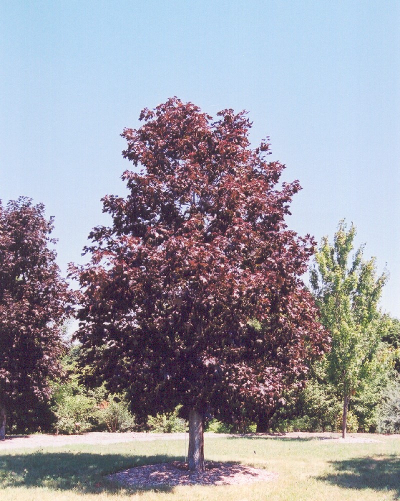 Royal Red Norway Maple #15<br><i>Acer platanoides Royal Red</br></i>