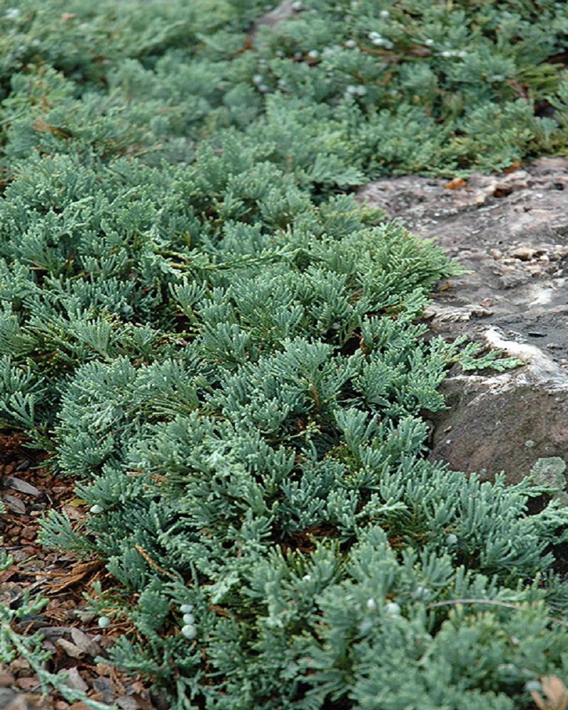 Blue Rug Juniper #5<br><i>Juniperus horizontalis Wiltonii</br></i>