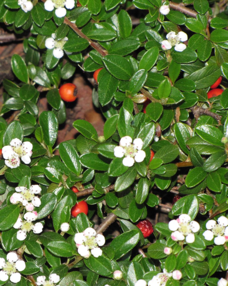 Coral Beauty Cotoneaster #5<br><i>Cotoneaster dammeri Coral Beauty</br></i>