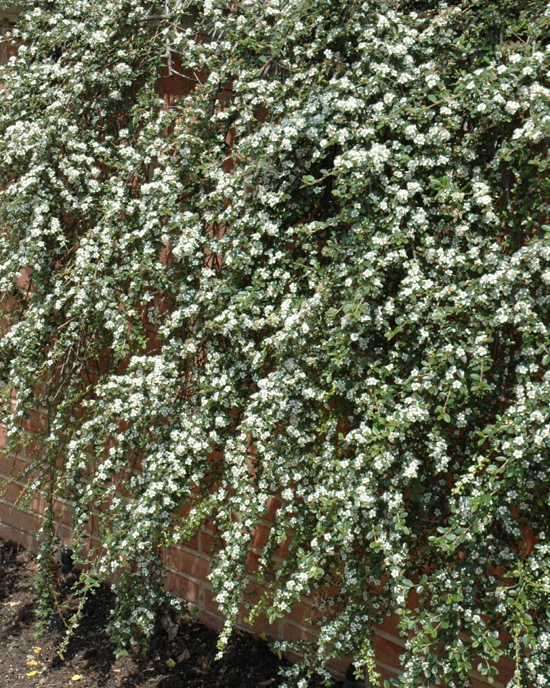Coral Beauty Cotoneaster #5<br><i>Cotoneaster dammeri Coral Beauty</br></i>