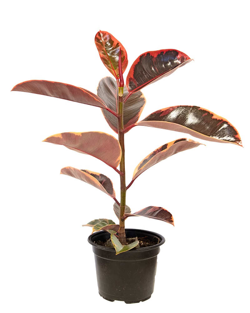 Ficus Decora Ruby 4"