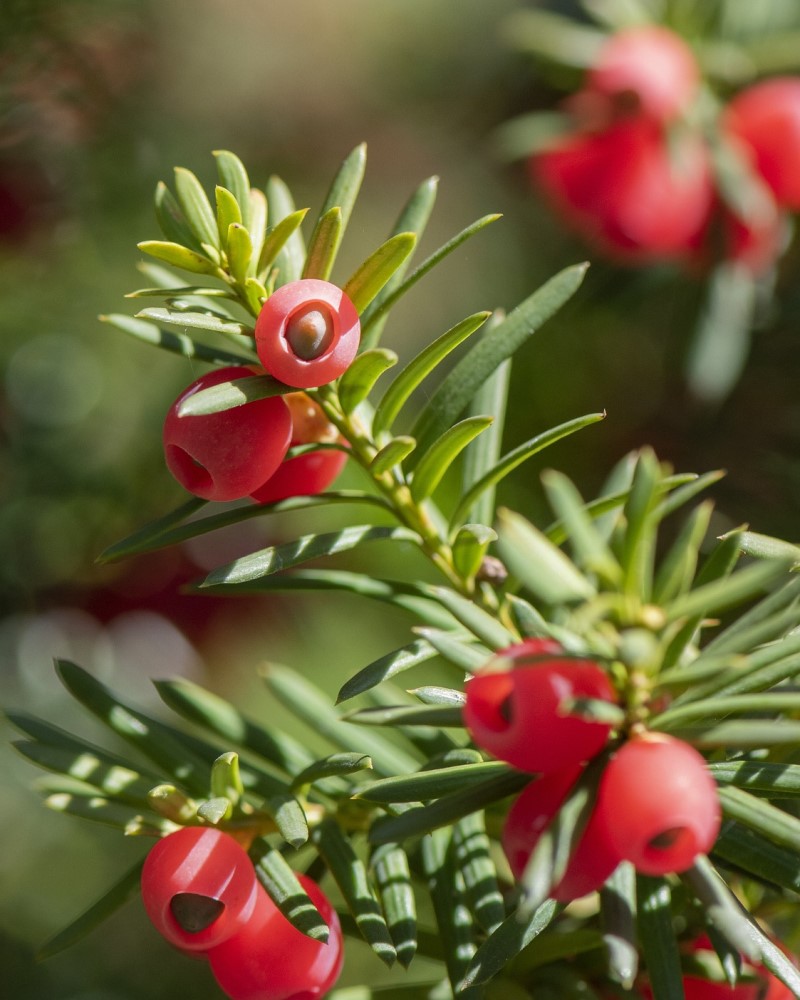 Yew Dark Green Spreader #3