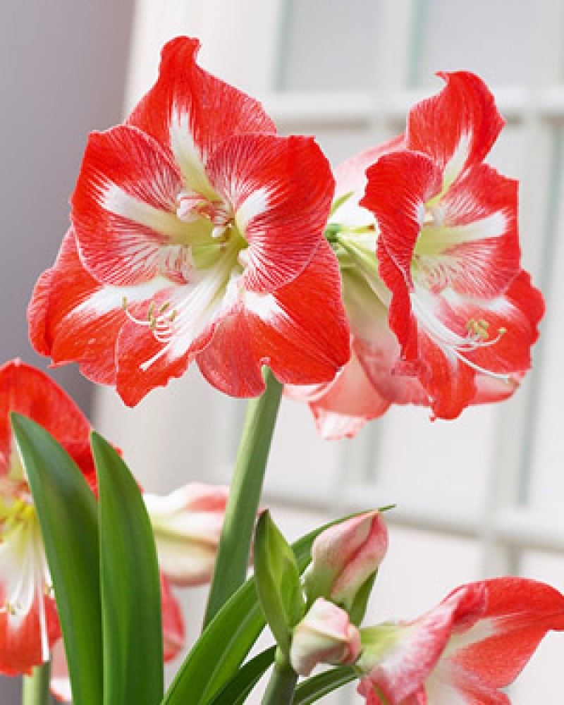Amaryllis Minerva