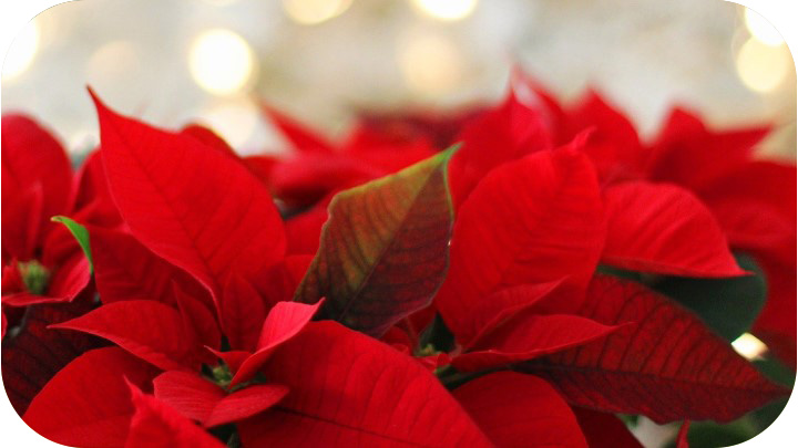 Poinsettias