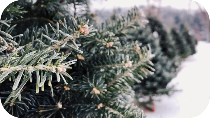 Cut Christmas Trees & Stands