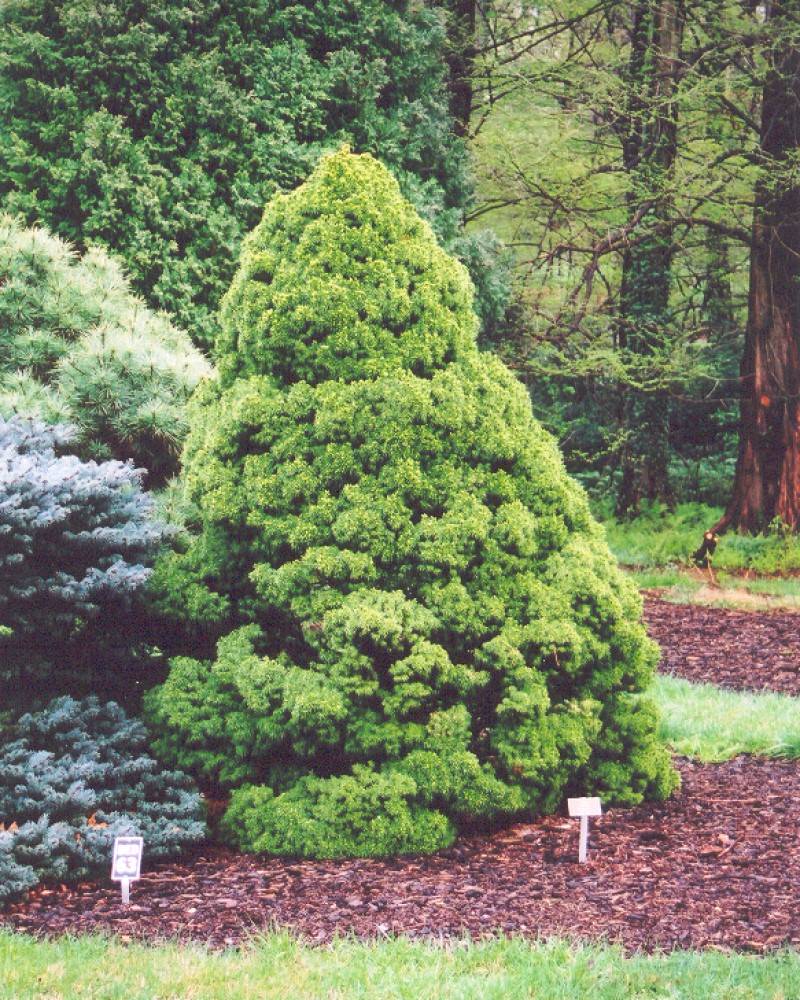 Dwarf Alberta Spruce #3<br><i>Picea glauca Conica</br></i>