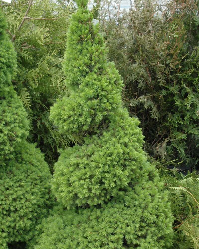 Dwarf Alberta Spruce #7<br><i>Picea glauca Conica (spiral)</br></i>