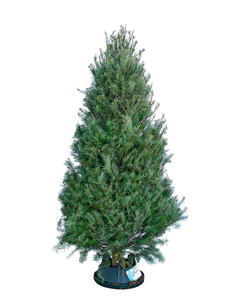 Douglas Fir Cut Christmas Tree 7'
