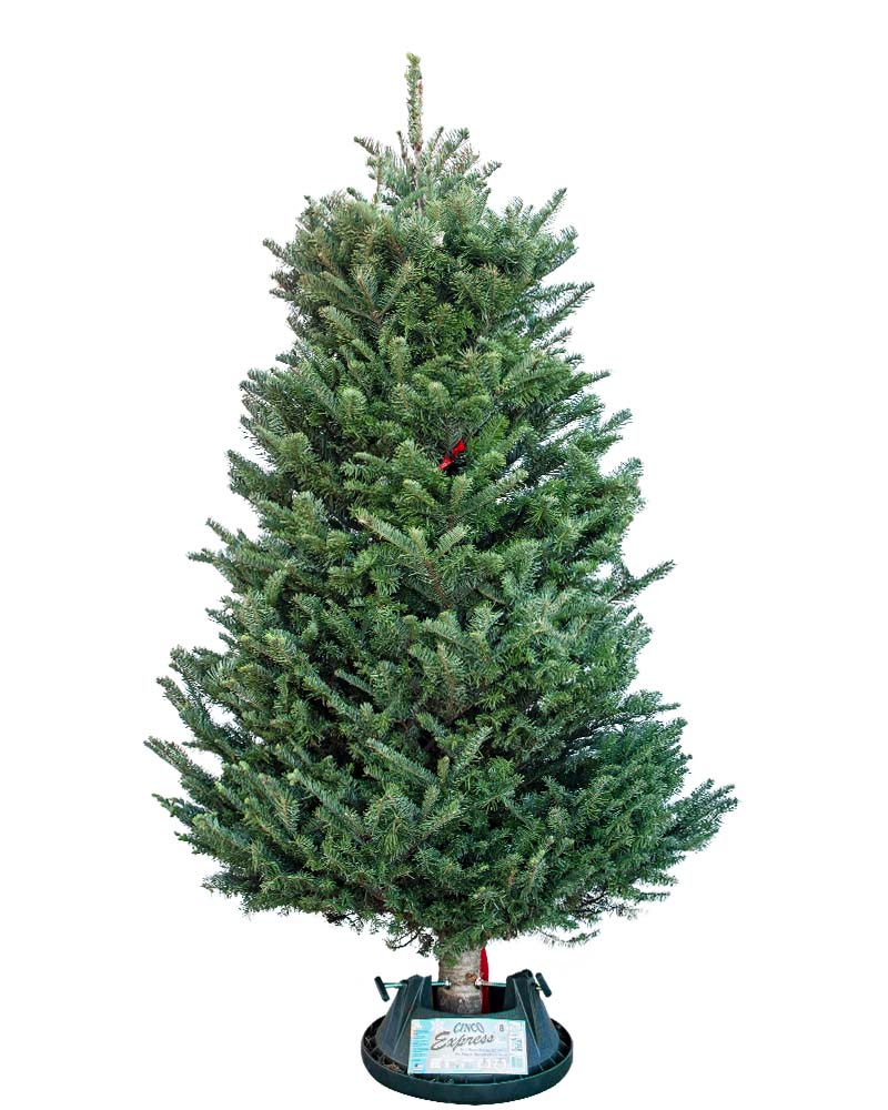 Noble Fir Cut Christmas Tree 5'
