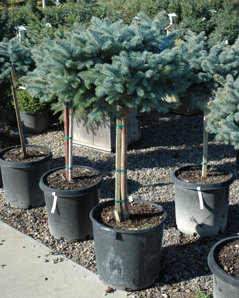 Globe Blue Spruce (tree form) #15<br><i>Picea pungens Globosa (tree form)</br></i>