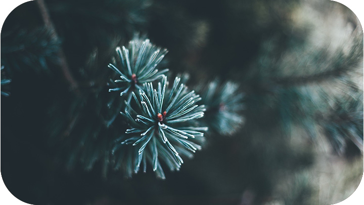 Cut Christmas Trees