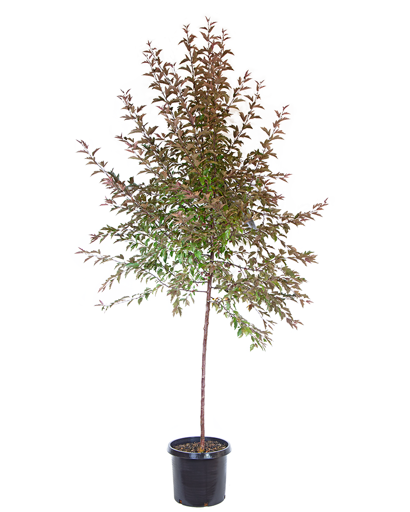 Royal Raindrops&reg; Flowering Crabapple #15<br><i>Malus JFS-KW5</br></i>