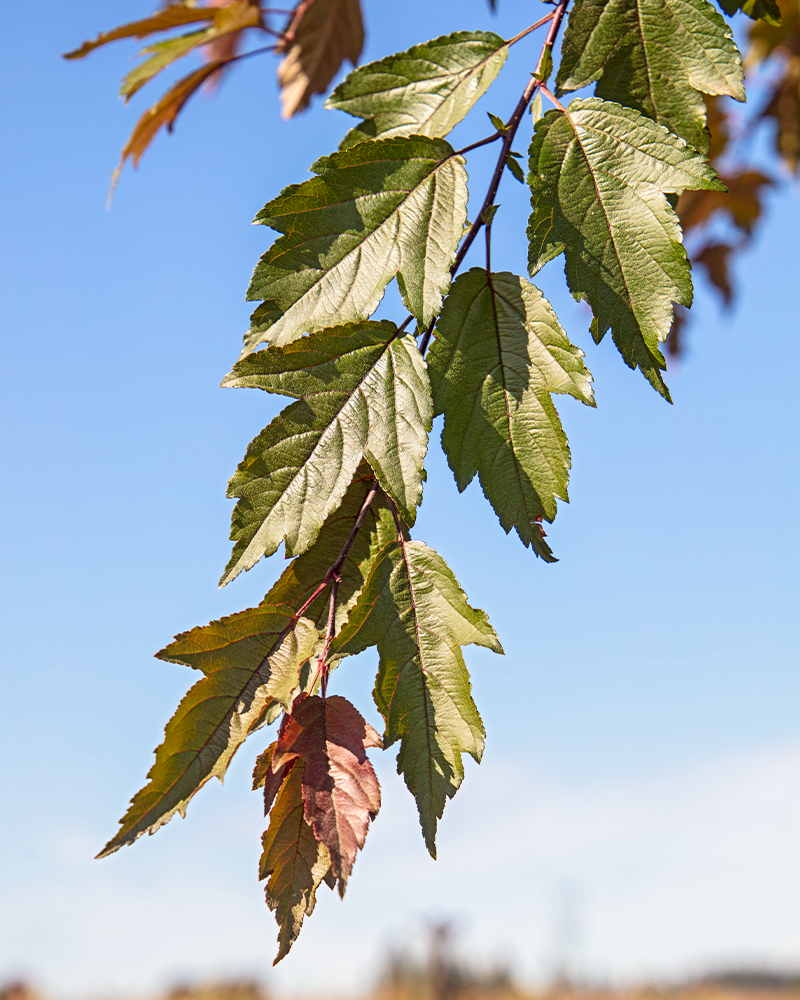 Royal Raindrops&reg; Flowering Crabapple #15<br><i>Malus JFS-KW5</br></i>