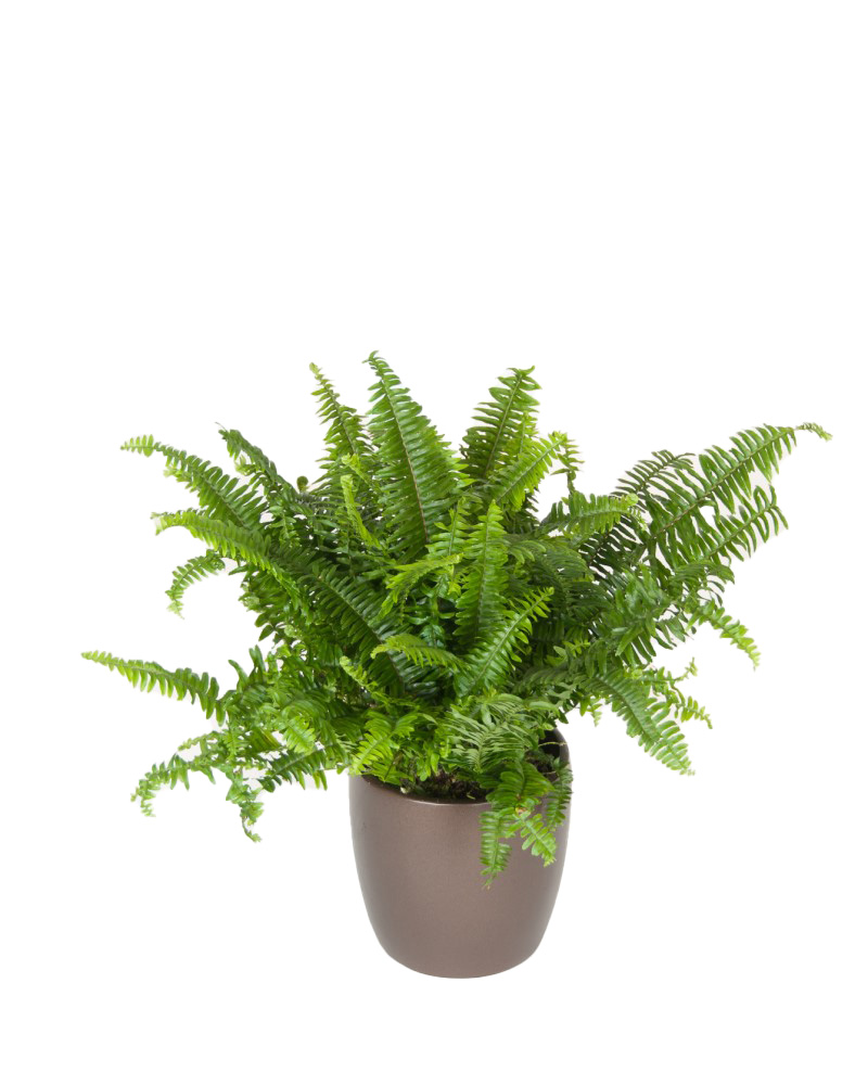 Fern Kimberly Queen 6"